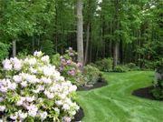 Toomey Landscape